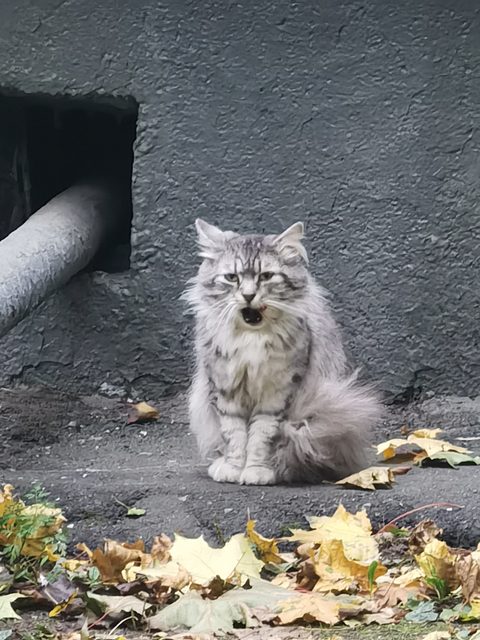 Найдена кошка в Москве — фото питомца