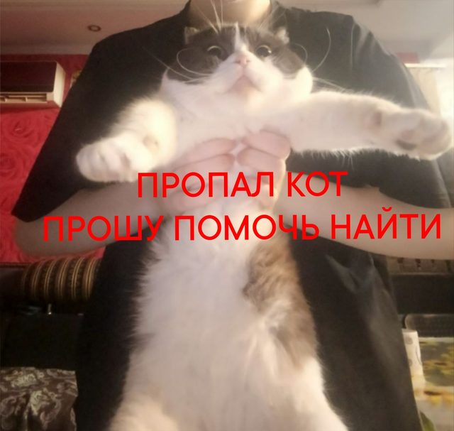 Пропала кошка в Армавире — фото питомца