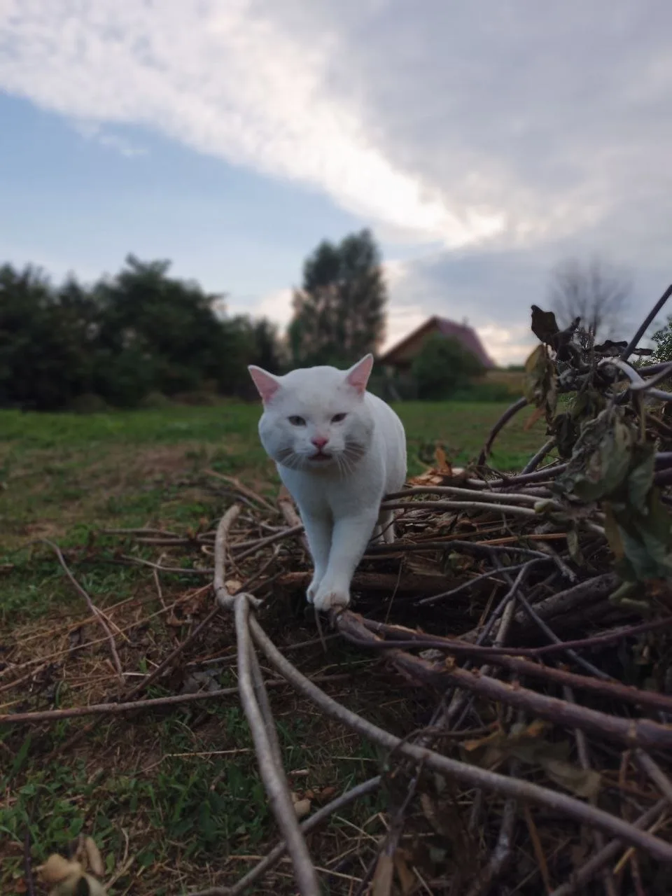 Найдена кошка в Перми — фото питомца