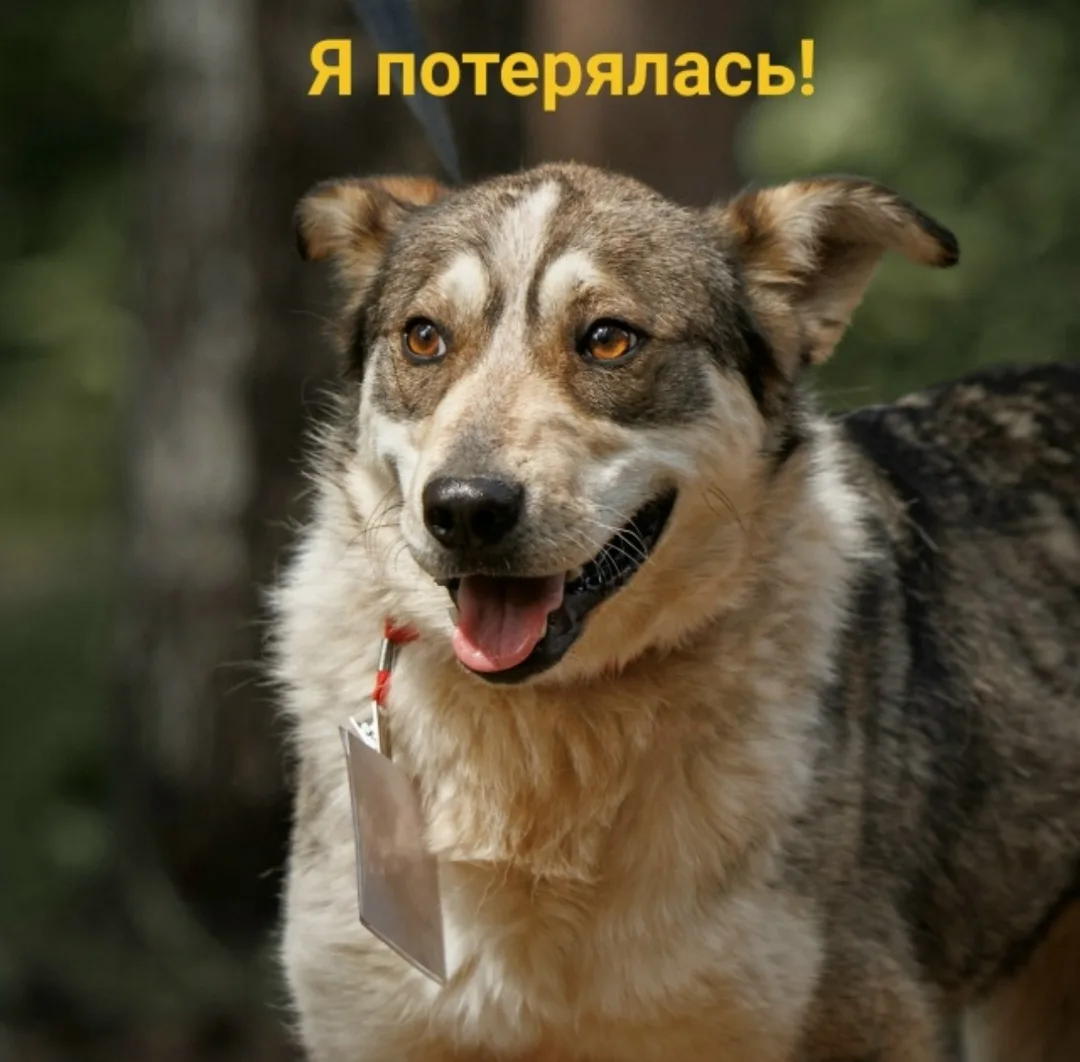 Пропала собака в Перми — фото питомца