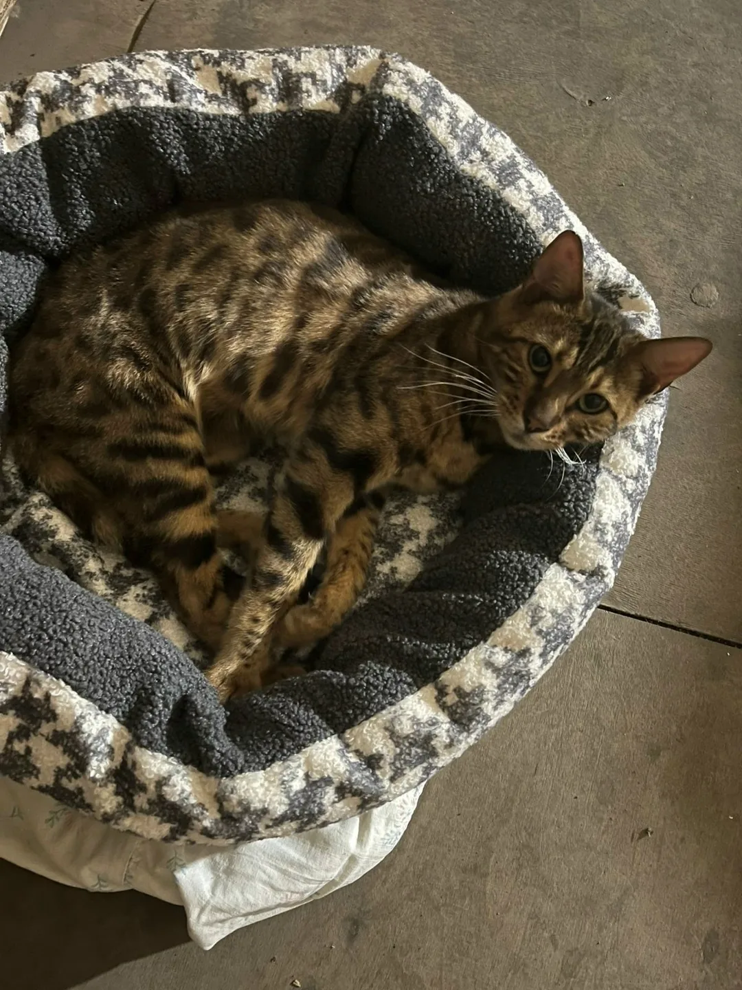 Найдена кошка в Перми — фото питомца