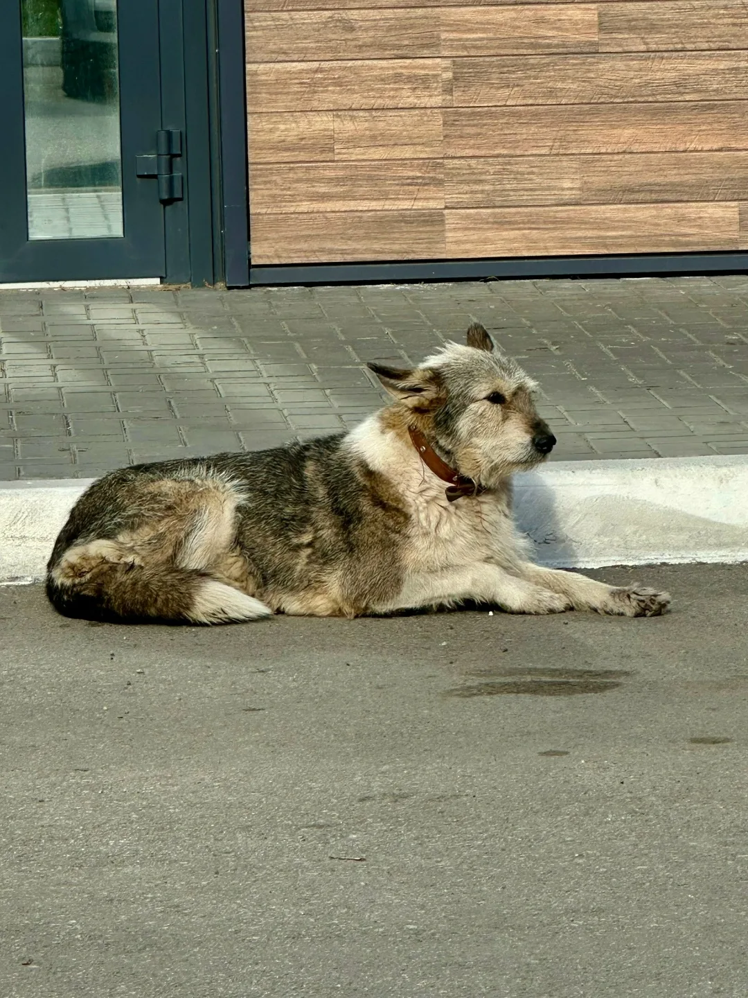Пропала собака в Перми — фото питомца