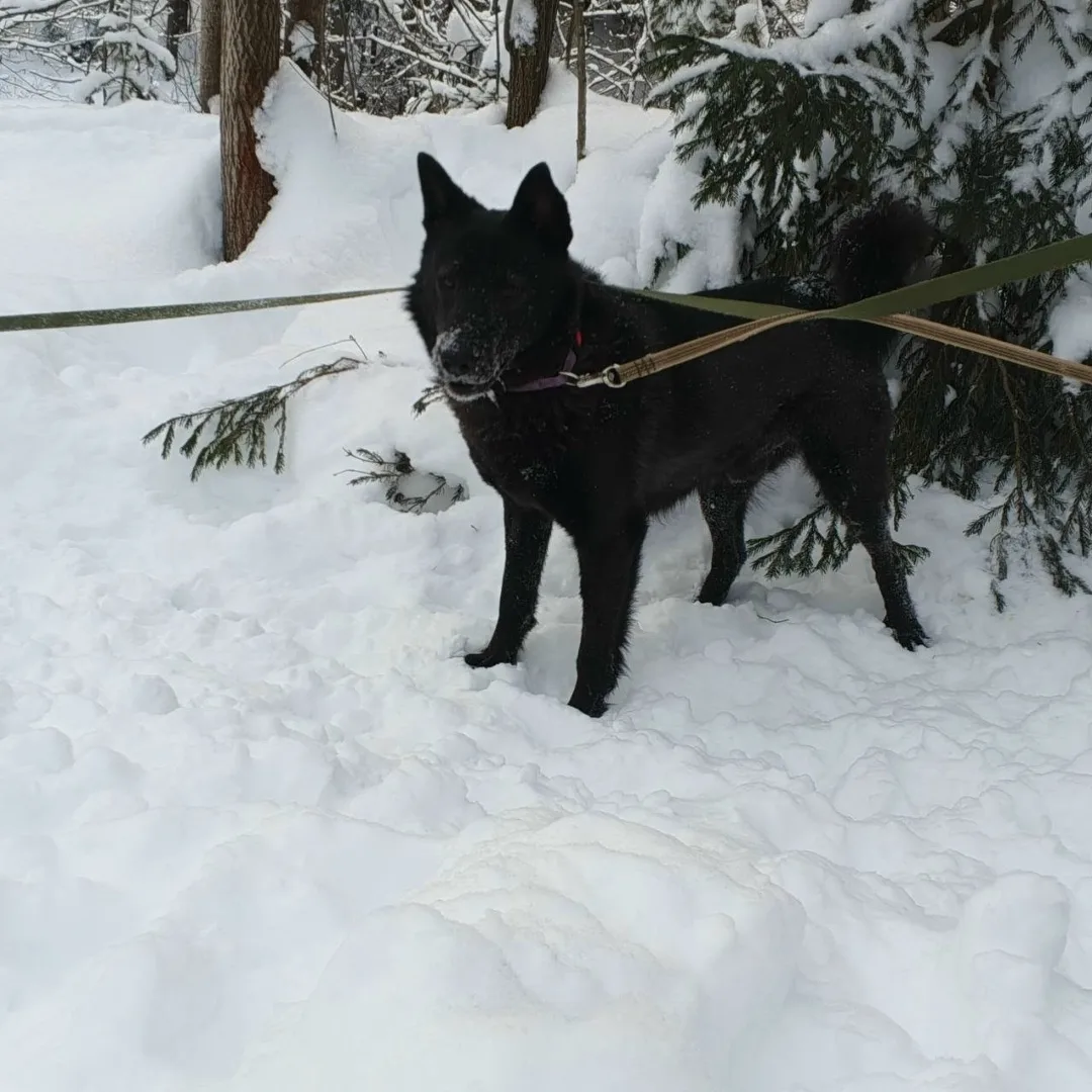 Найдена собака в Перми — фото питомца