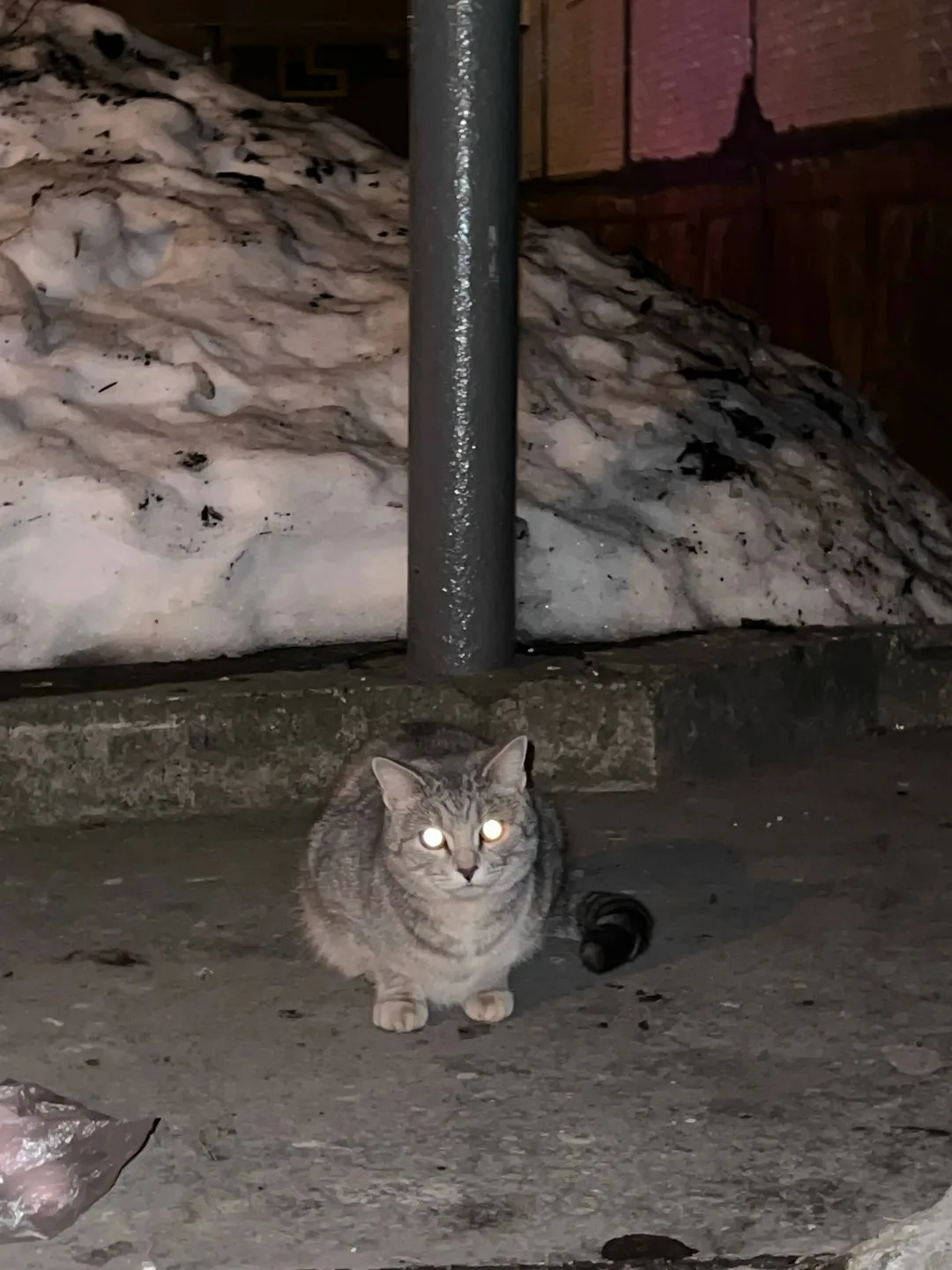Найдена кошка в Перми — фото питомца