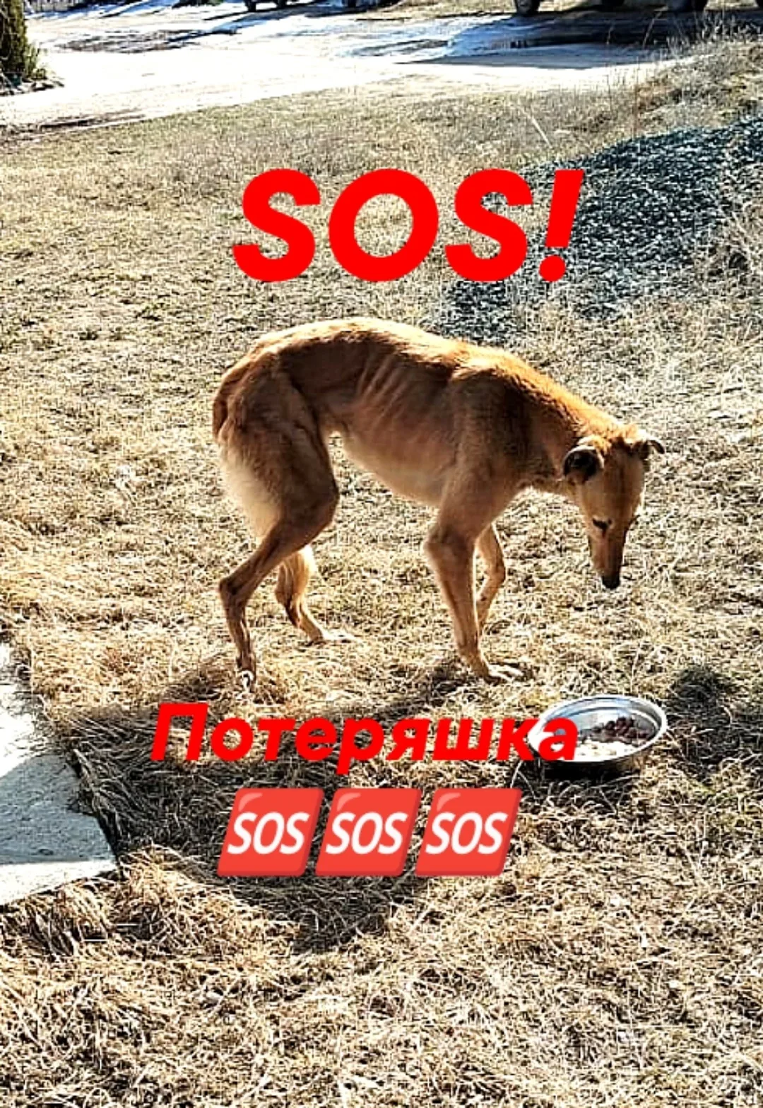 Пропала собака в Воронеже — фото питомца