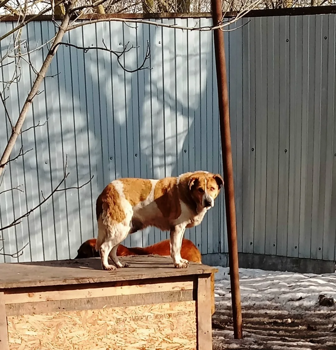 Найдена собака в Воронеже — фото питомца