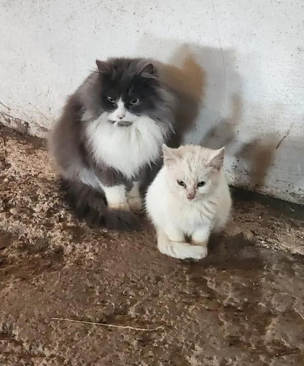 Найдена собака в Перми — фото питомца