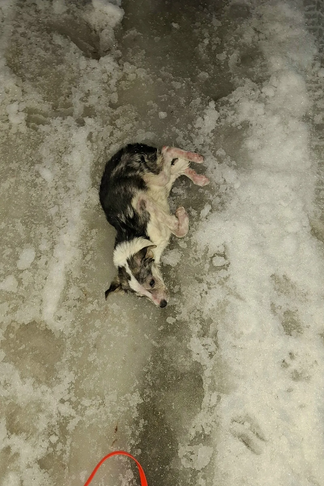 Найдена собака в Воронеже — фото питомца