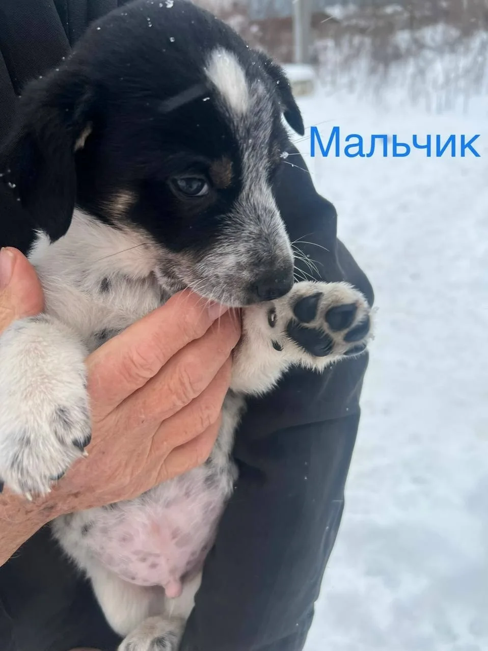 Найдена собака в Воронеже — фото питомца