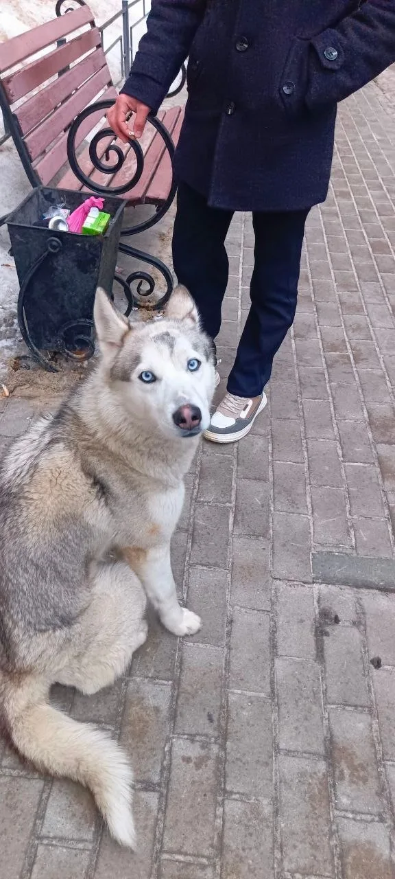 Найдена собака в Воронеже — фото питомца
