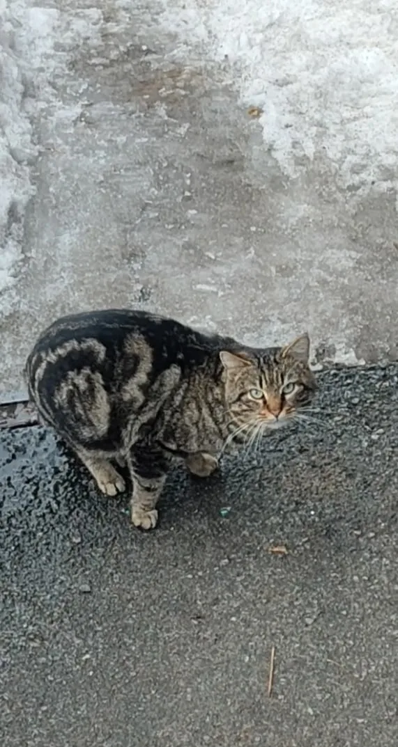 Найдена кошка в Омске — фото питомца
