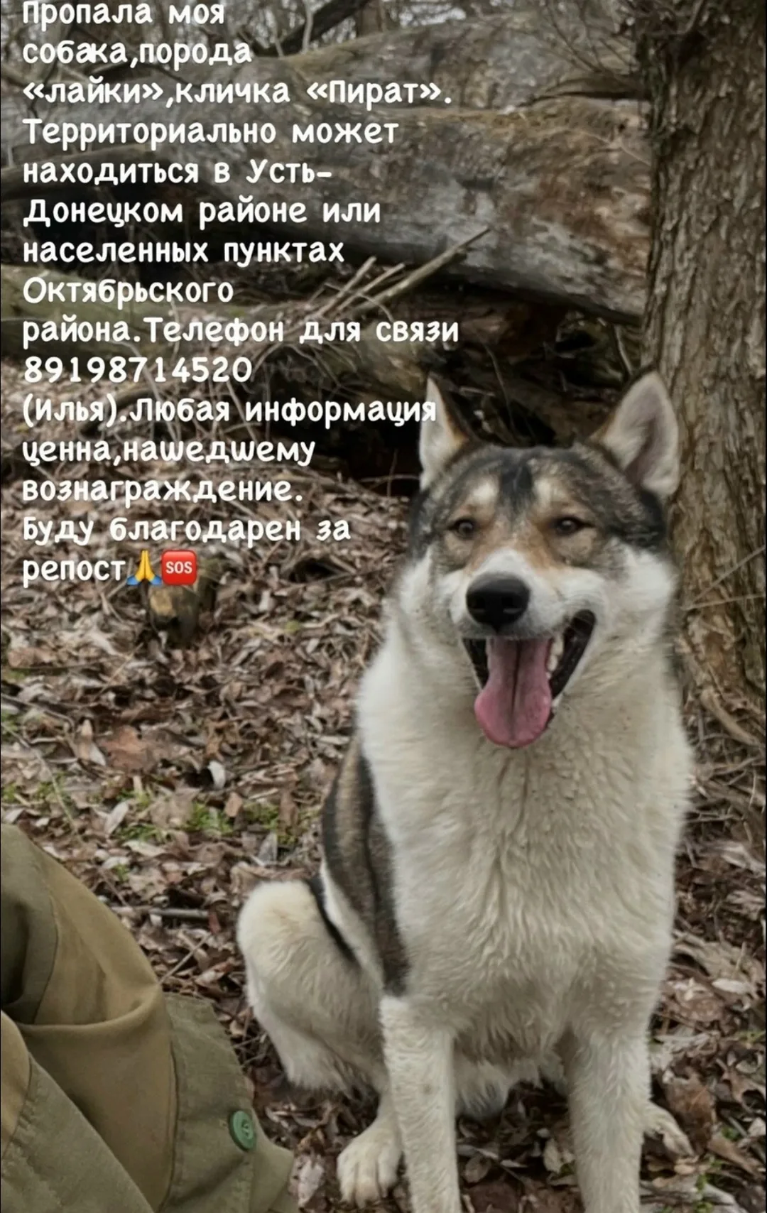 Пропала собака в Ростове-на-Дону — фото питомца
