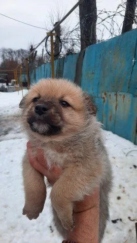 Пропала собака в Воронеже — фото питомца