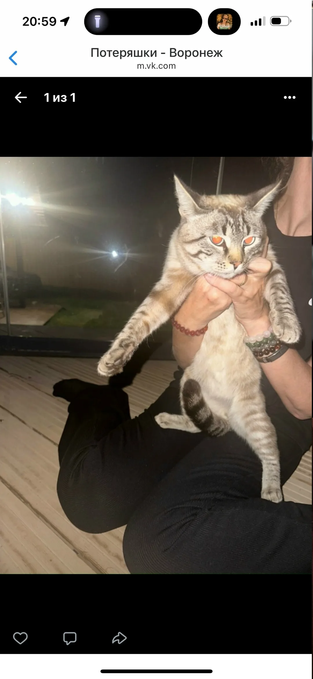 Найдена кошка в Воронеже — фото питомца