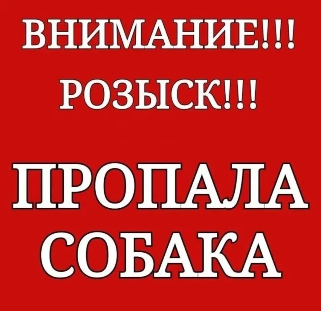 Пропала собака в Воронеже — фото питомца
