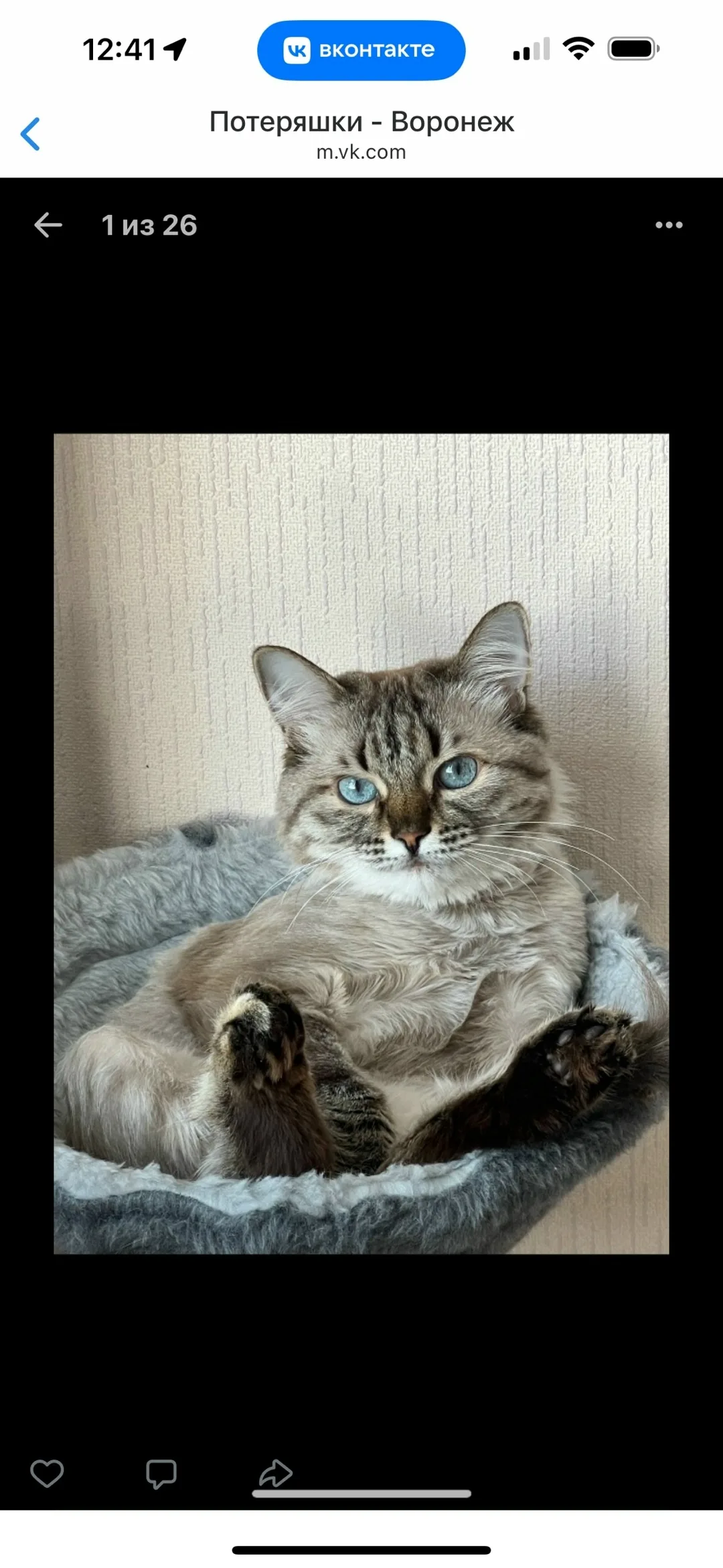 Пропала кошка в Воронеже — фото питомца