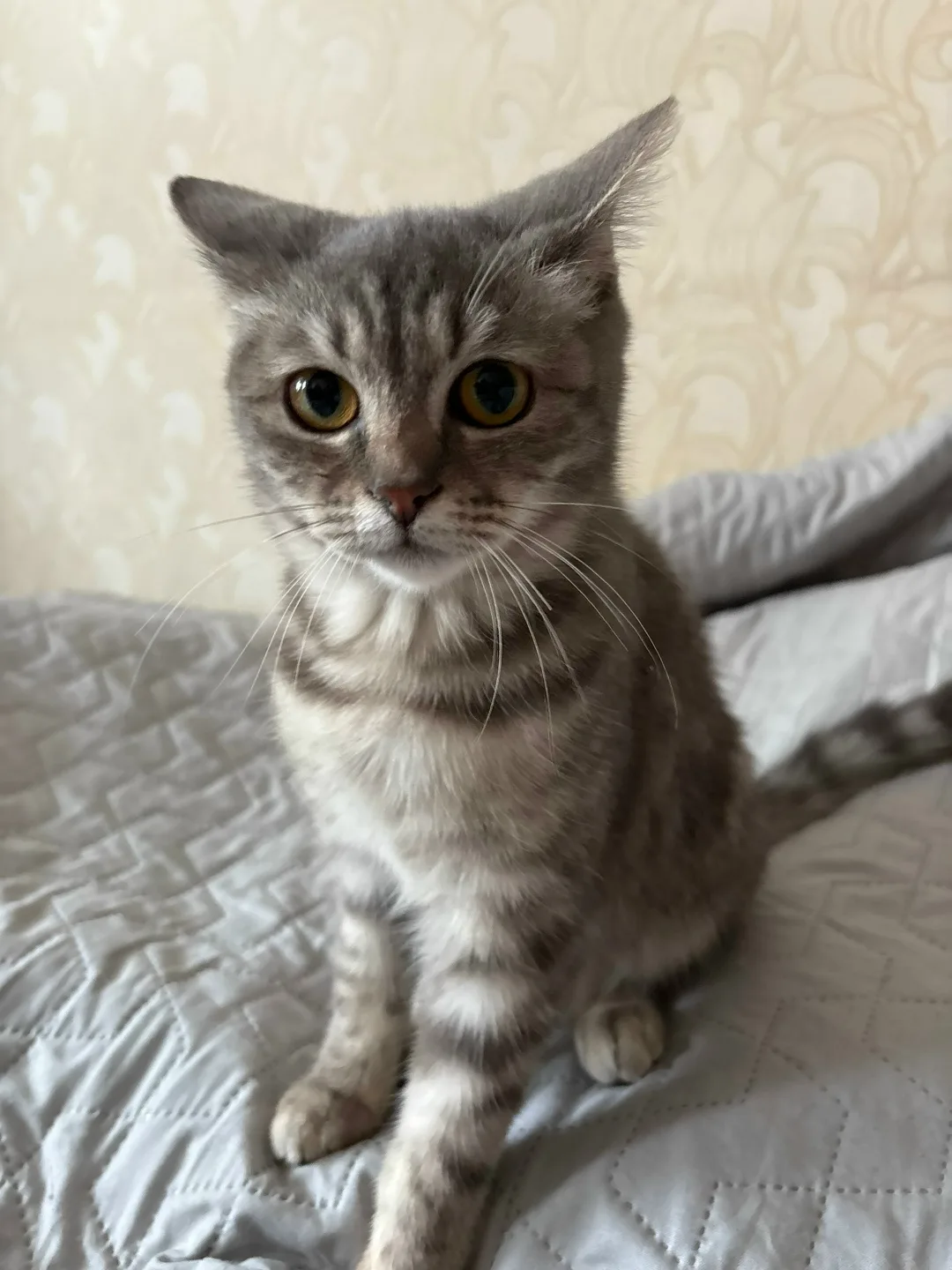 Найдена кошка в Омске — фото питомца
