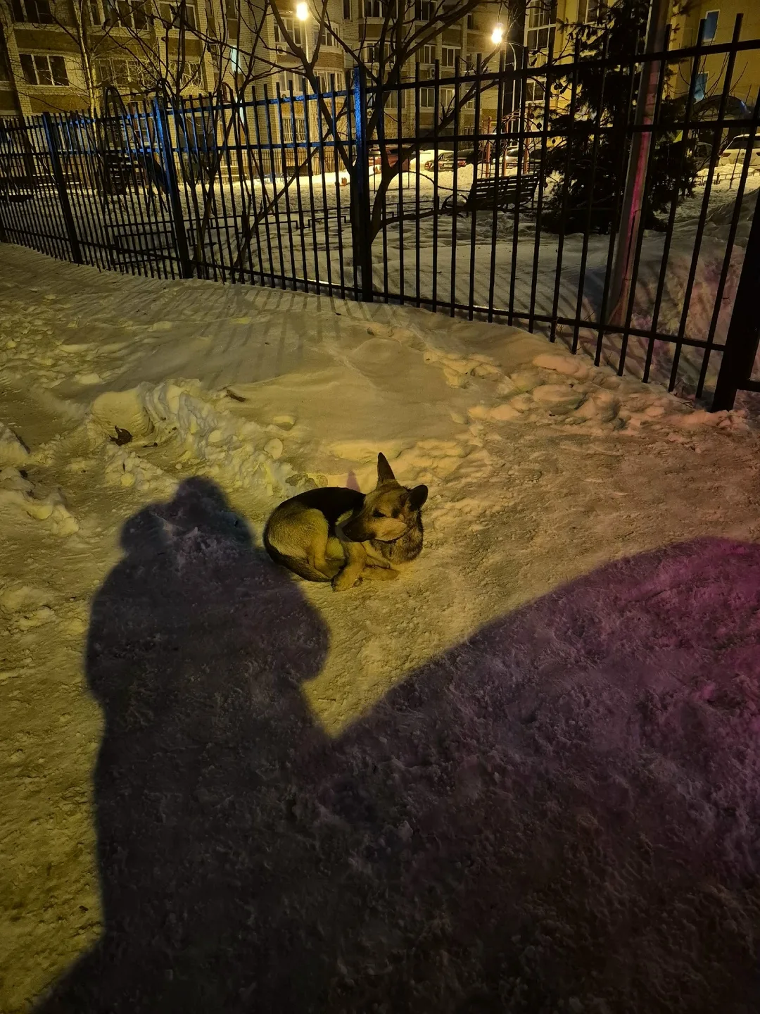 Пропала собака в Воронеже — фото питомца