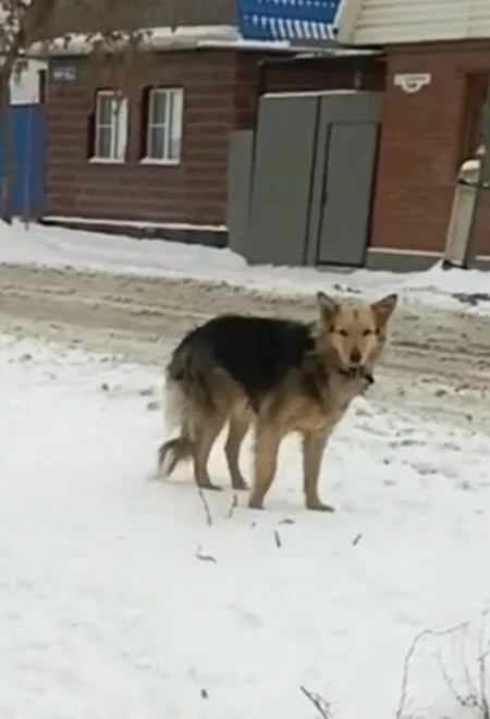 Пропала собака в Омске — фото питомца