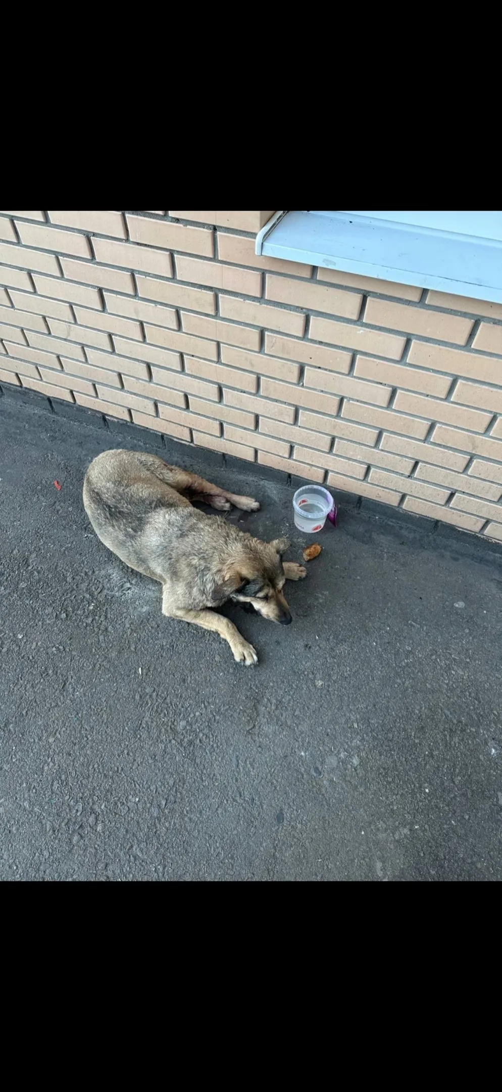 Найдена собака в Ростове-на-Дону — фото питомца