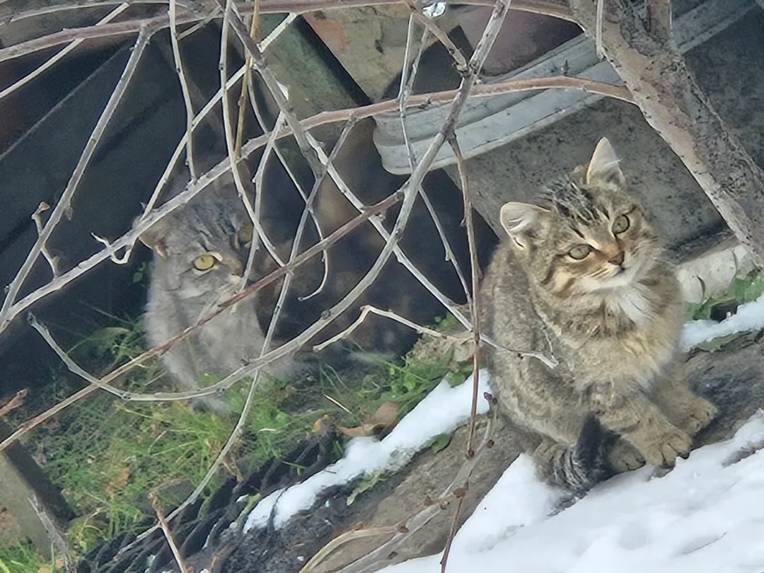 Найдена кошка в Омске — фото питомца