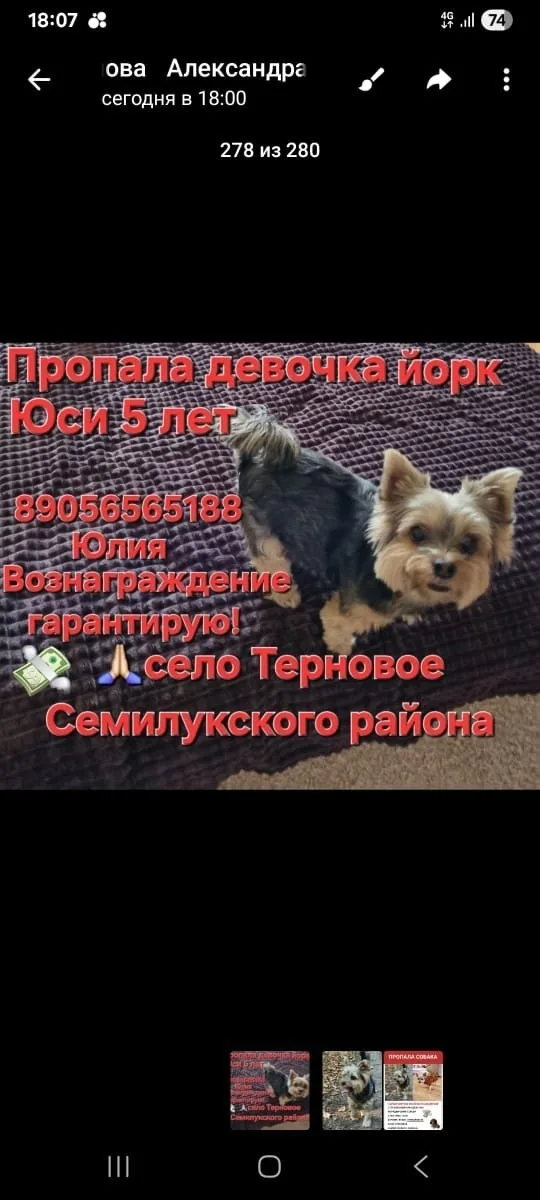 Пропала собака в Воронеже — фото питомца