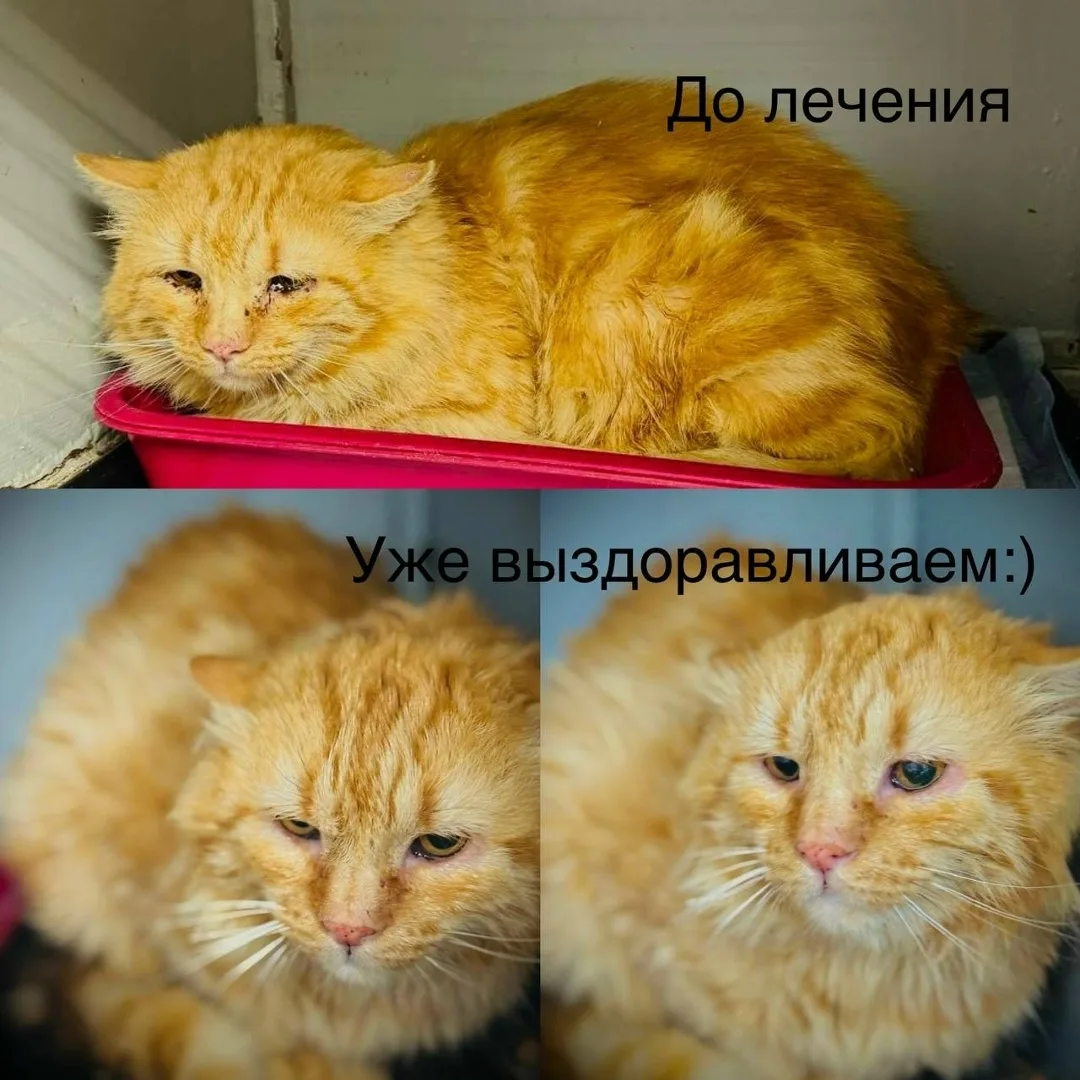 Найдена кошка в Ростове-на-Дону — фото питомца