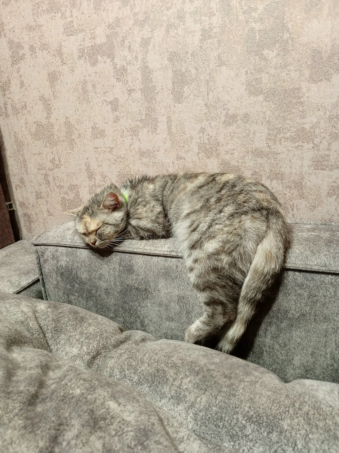 Пропала кошка в Омске — фото питомца