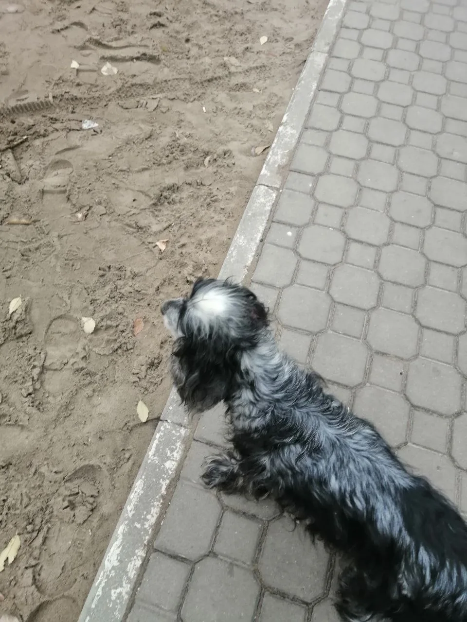 Пропала собака в Воронеже — фото питомца