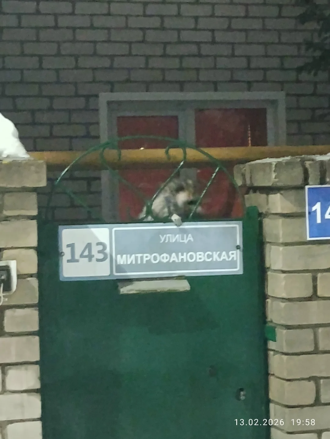 Пропала собака в Воронеже — фото питомца