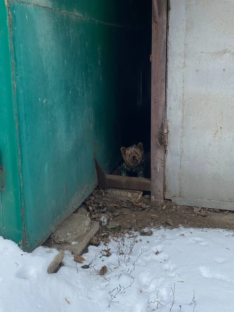 Пропала собака в Ростове-на-Дону — фото питомца