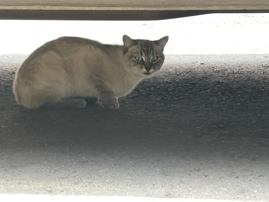 Найдена кошка в Воронеже — фото питомца