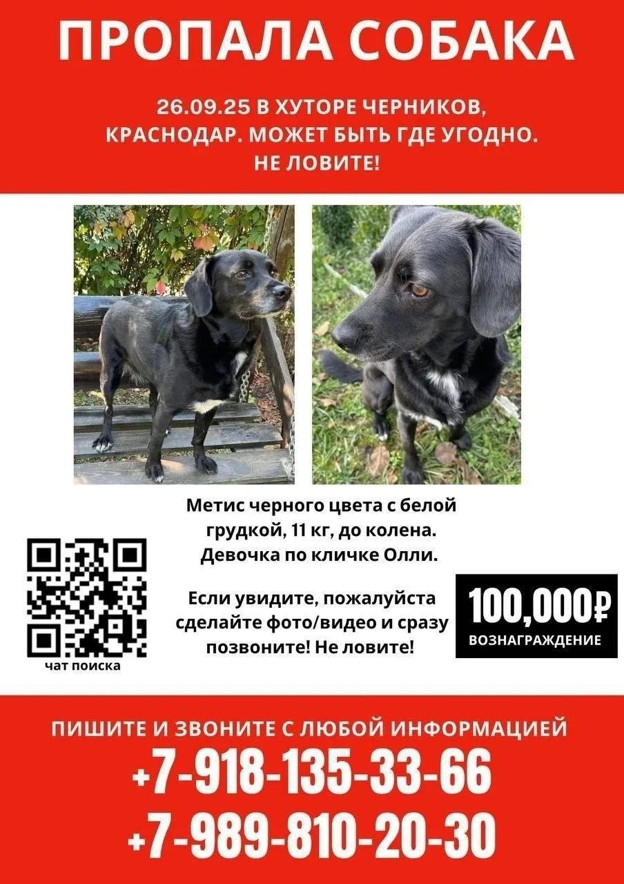 Найдена собака в Воронеже — фото питомца