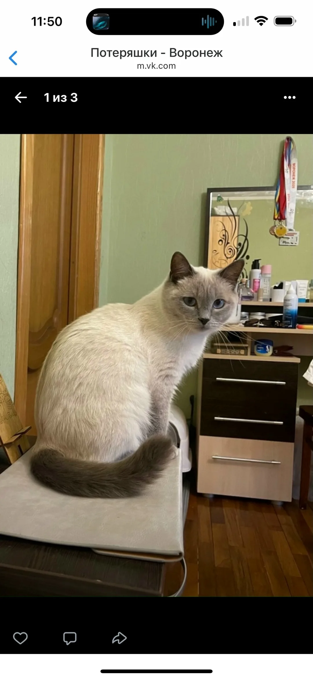 Пропала кошка в Воронеже — фото питомца