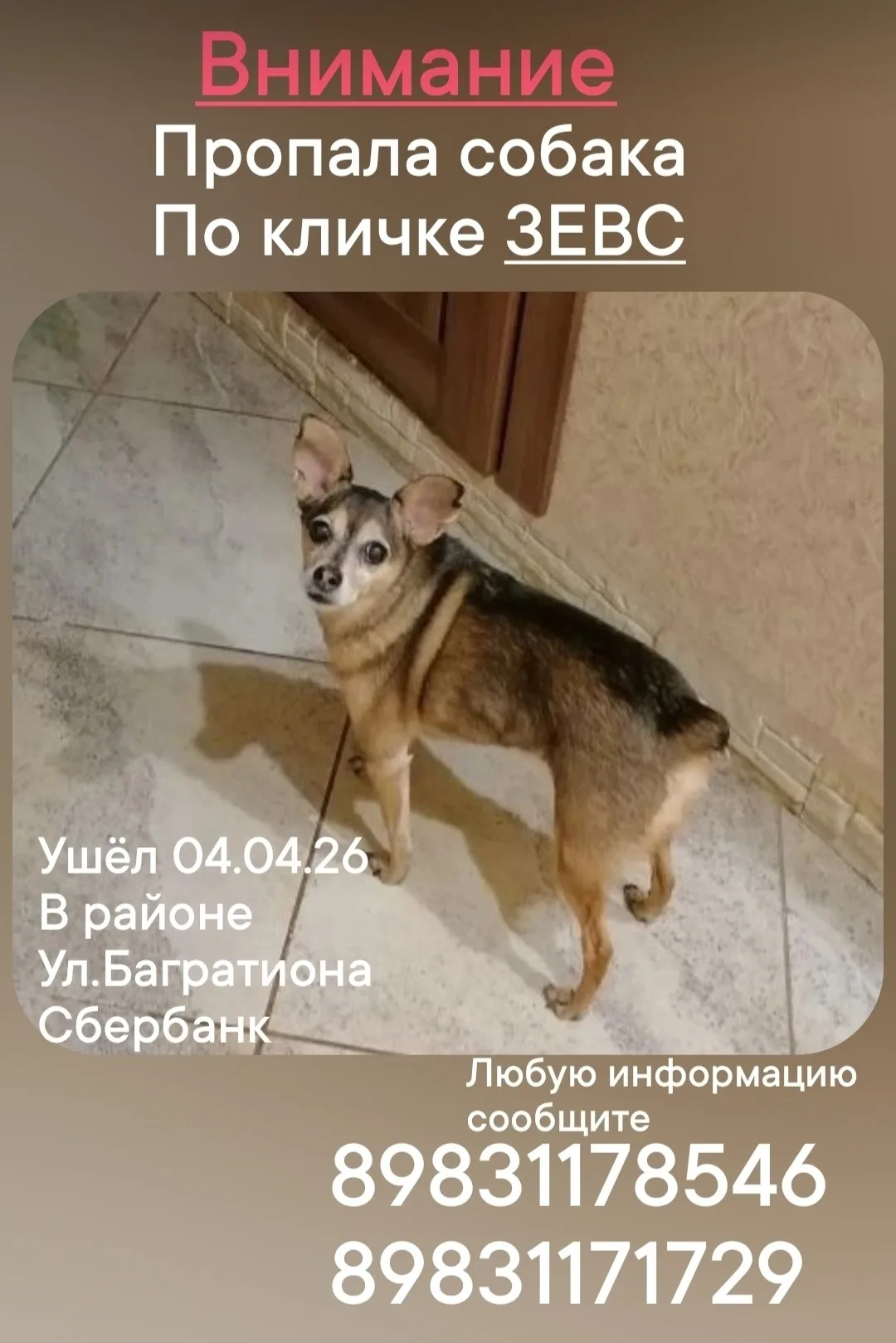 Пропала собака в Омске — фото питомца