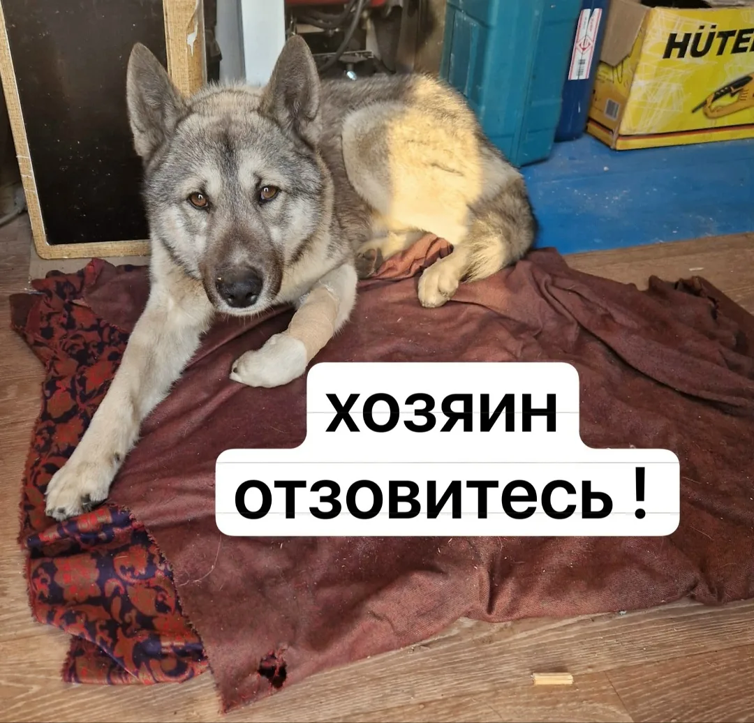 Пропала собака в Ростове-на-Дону — фото питомца