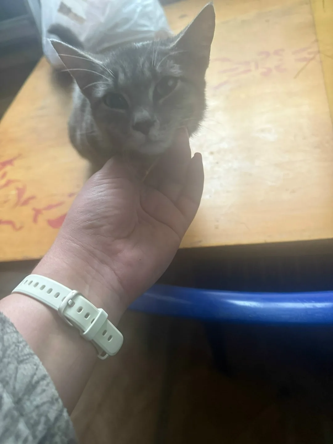 Найдена кошка в Омске — фото питомца
