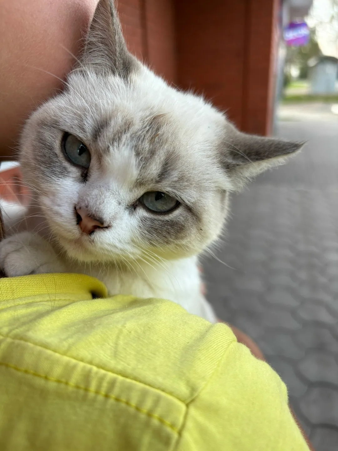 Найдена кошка в Воронеже — фото питомца
