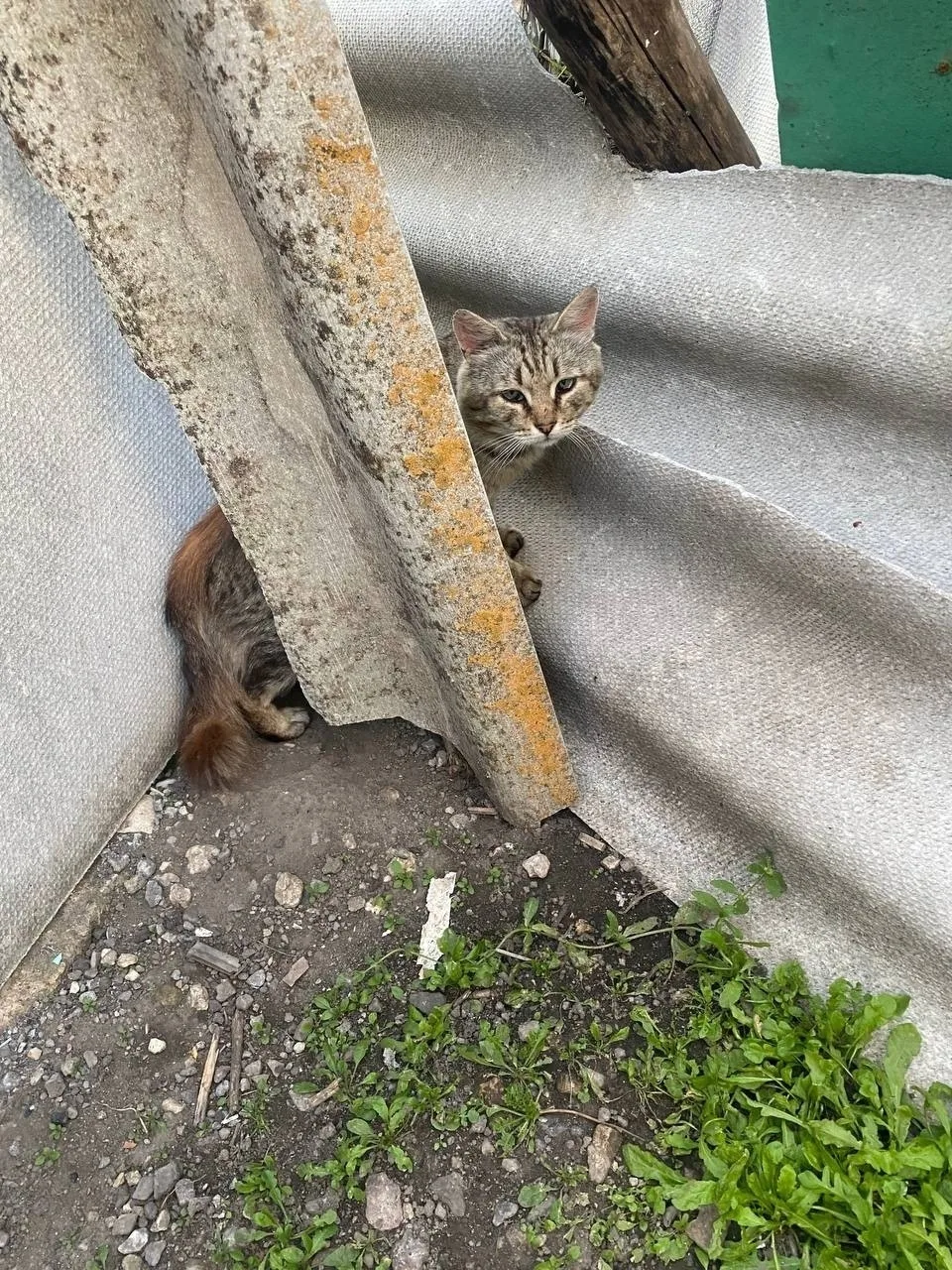 Пропала кошка в Воронеже — фото питомца