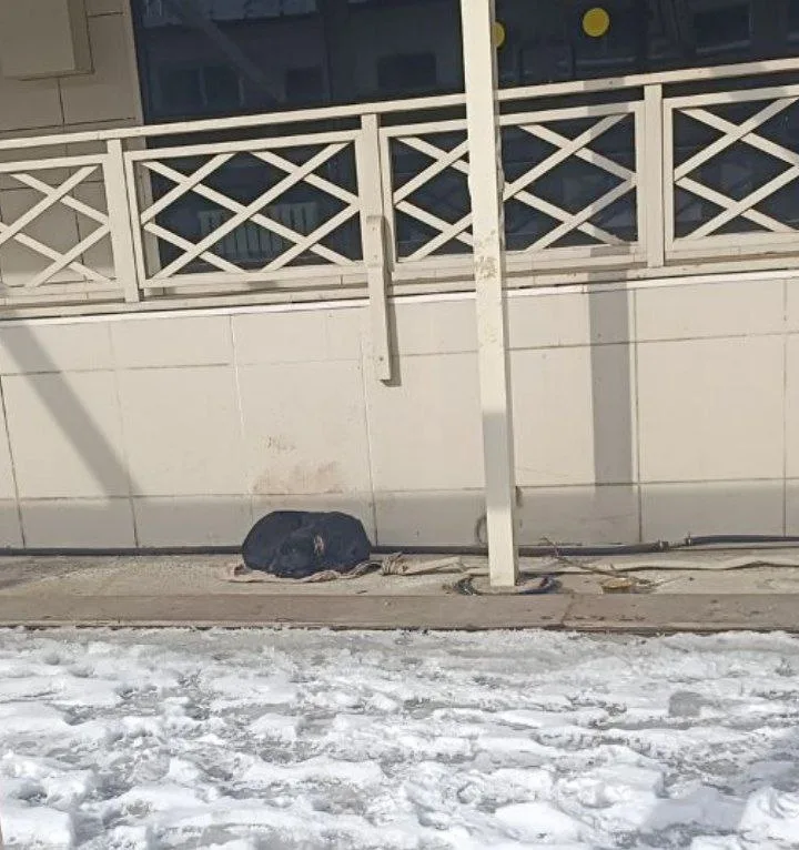 Найдена собака в Ростове-на-Дону — фото питомца