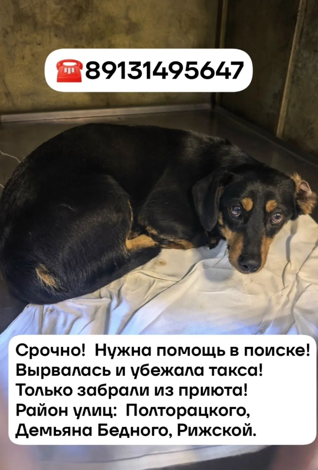 Пропала собака в Омске — фото питомца