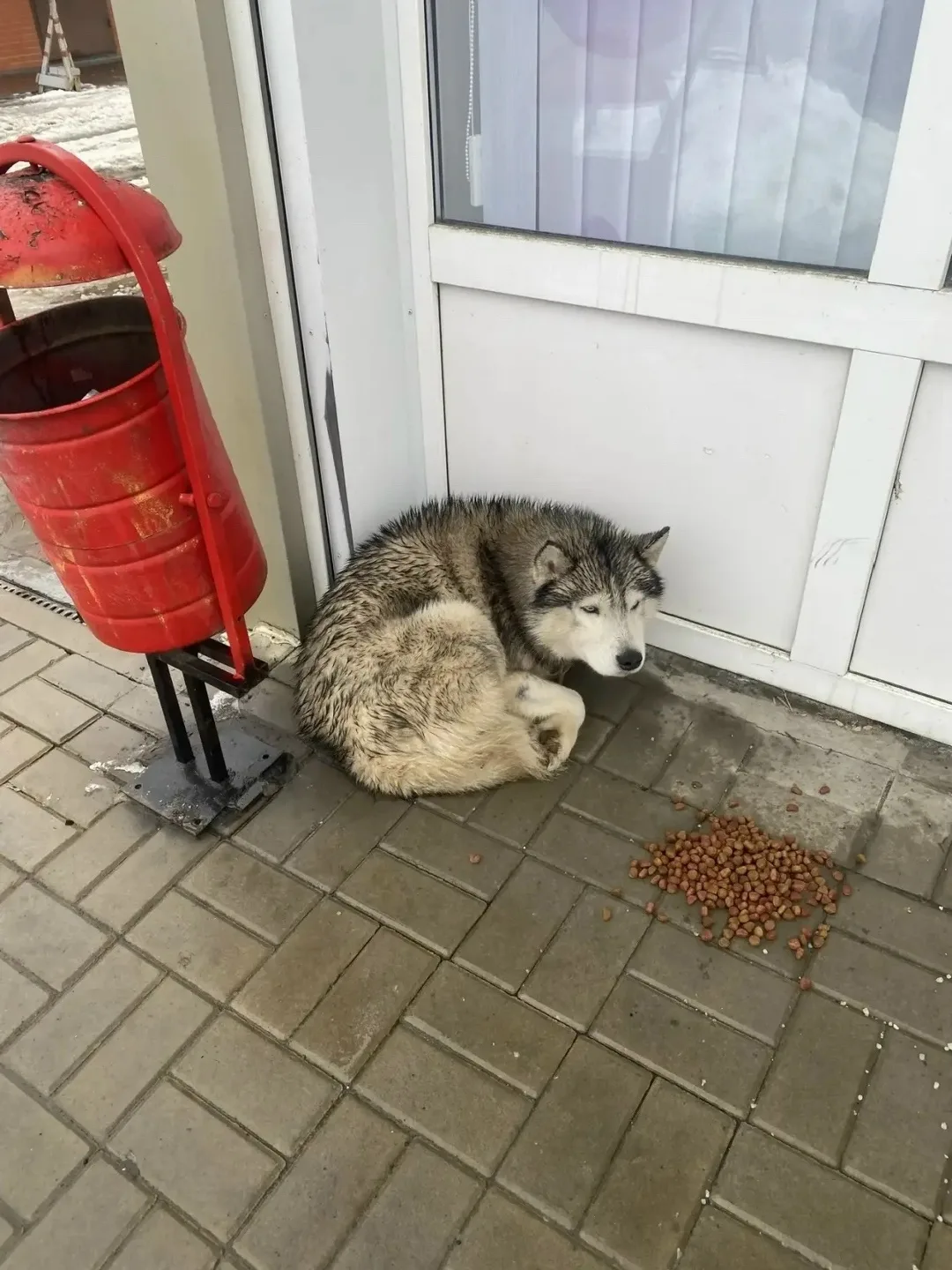 Найдена собака в Ростове-на-Дону — фото питомца