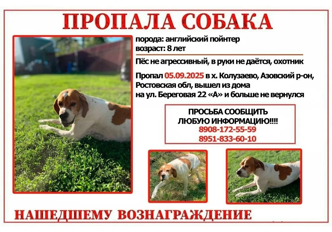 Пропала собака в Ростове-на-Дону — фото питомца