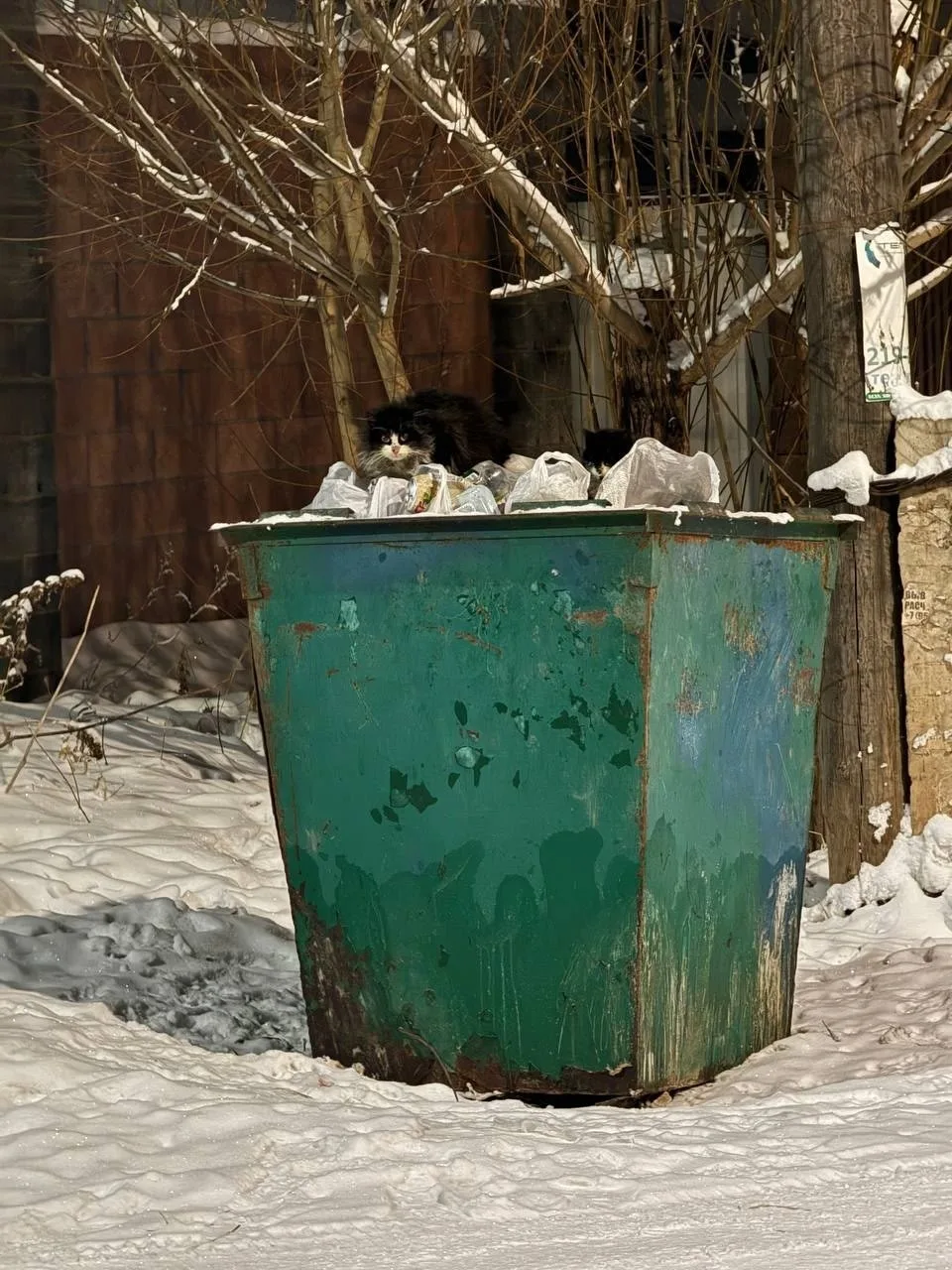 Найдена кошка в Красноярске — фото питомца