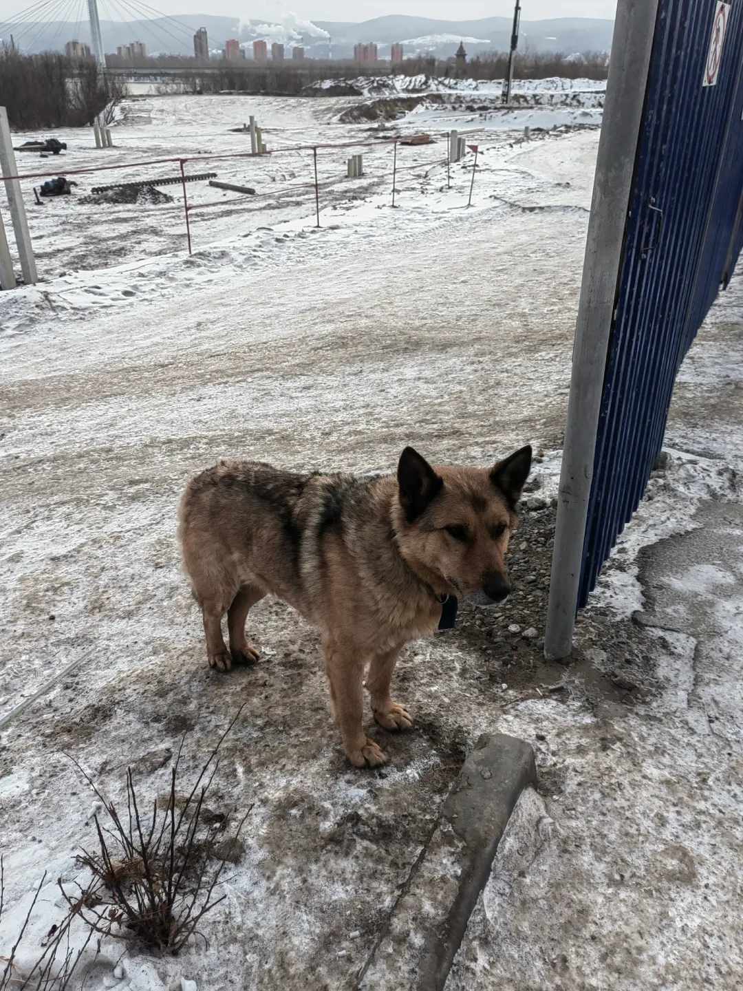 Пропала собака в Красноярске — фото питомца