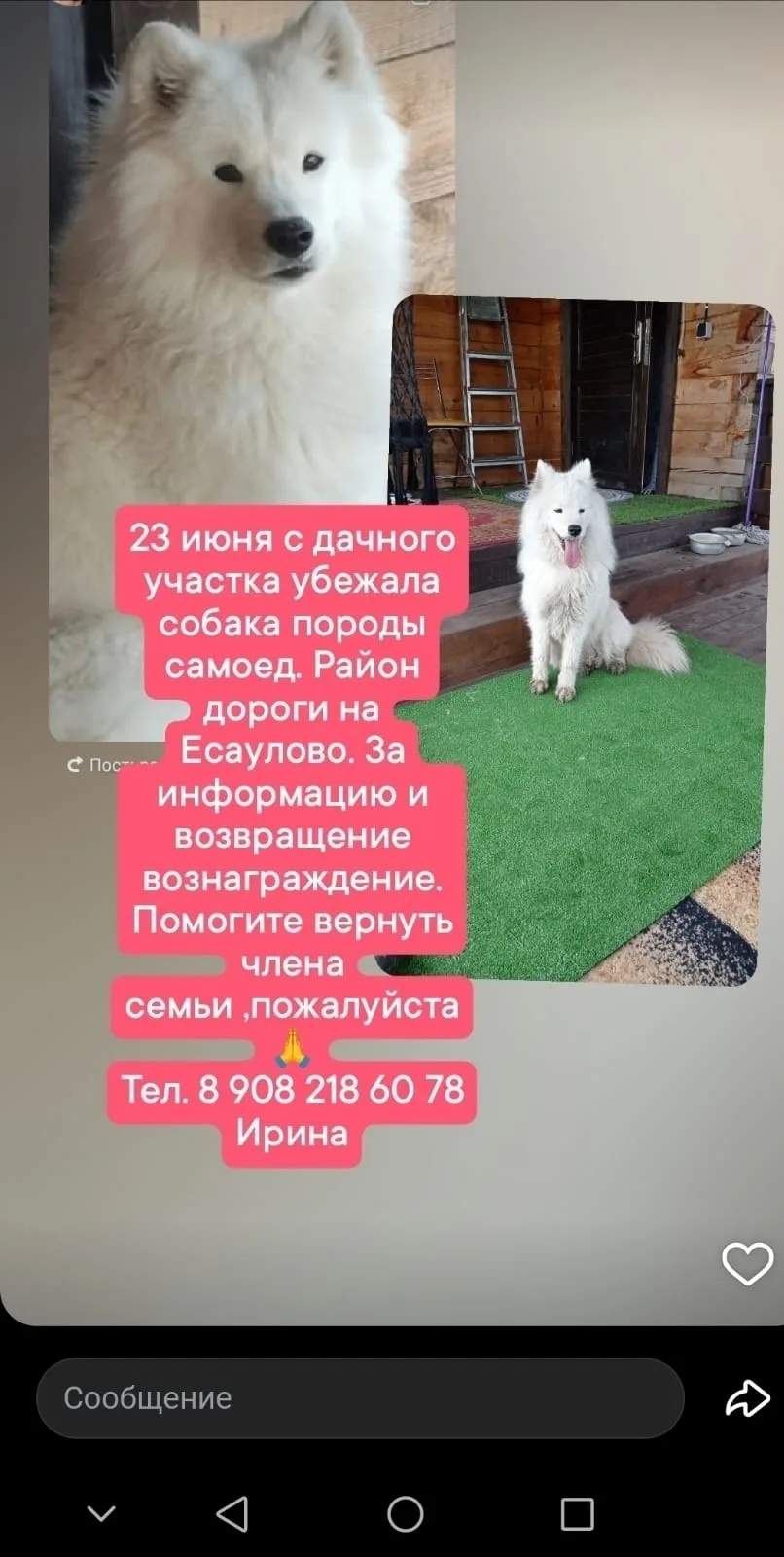 Найдена собака в Красноярске — фото питомца