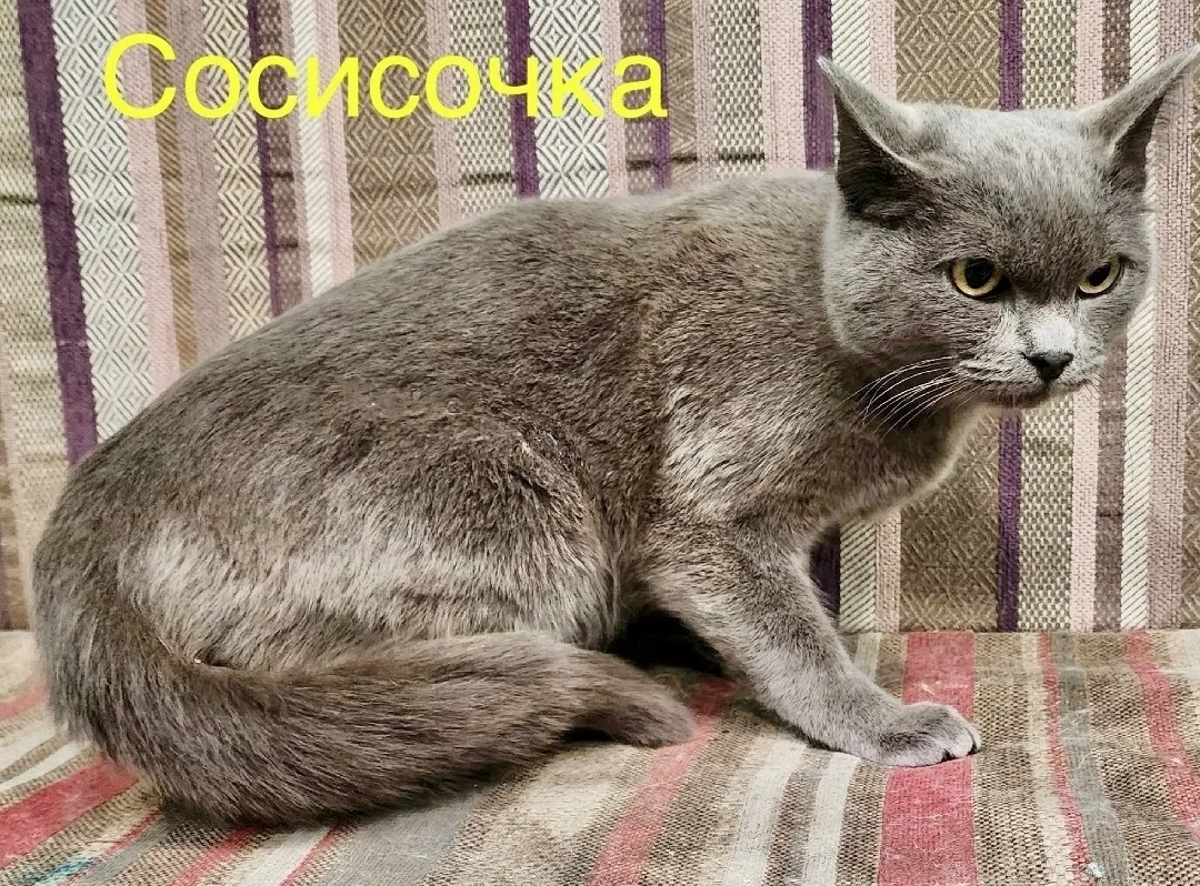 Найдена кошка в Красноярске — фото питомца