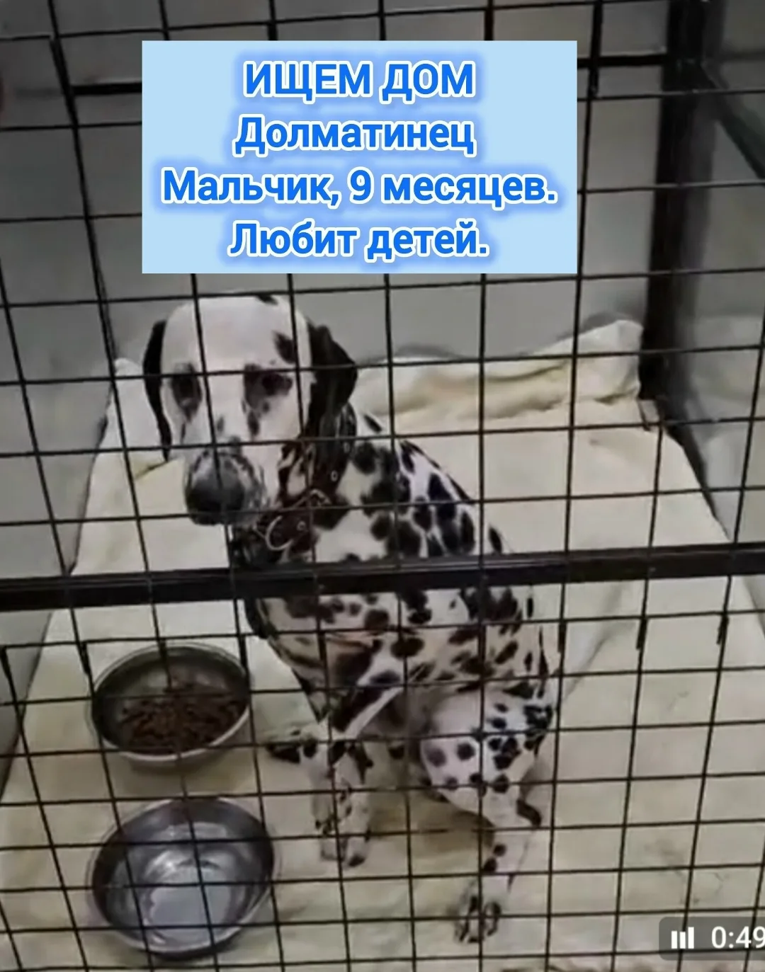 Найдена собака в Красноярске — фото питомца