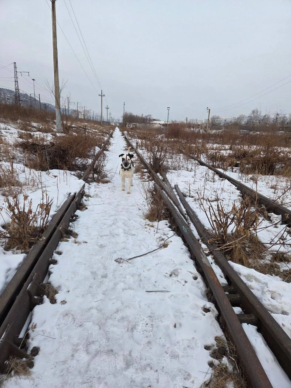 Пропала собака в Красноярске — фото питомца