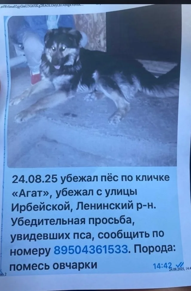 Найдена собака в Красноярске — фото питомца